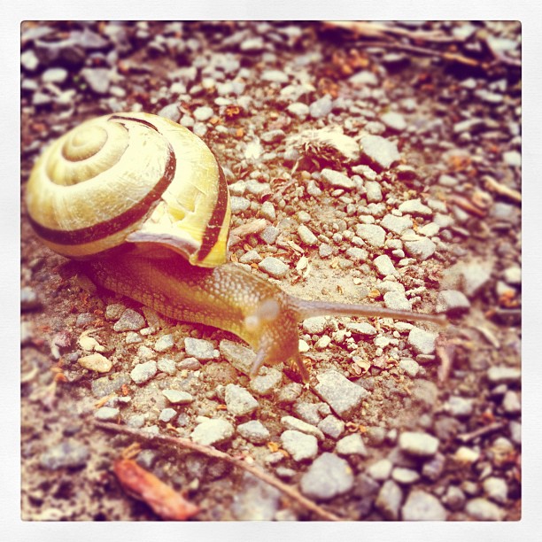 Attack of the braineating Killersnail! #snail#shell#snailshell#snailhouse#nature...