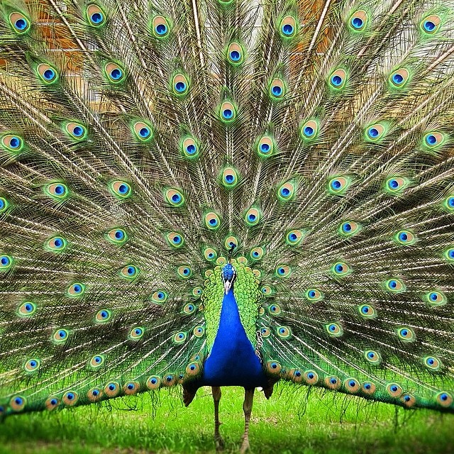 Day-Offs...
#bird#birding #birdwatching #peacock#eyes#feathers#wings#oberhausen#...