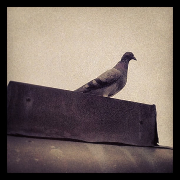 Early Morning visitor @ the kitchen window #bird#pigeon#sky#clouds#cloudy#ruhrpo...