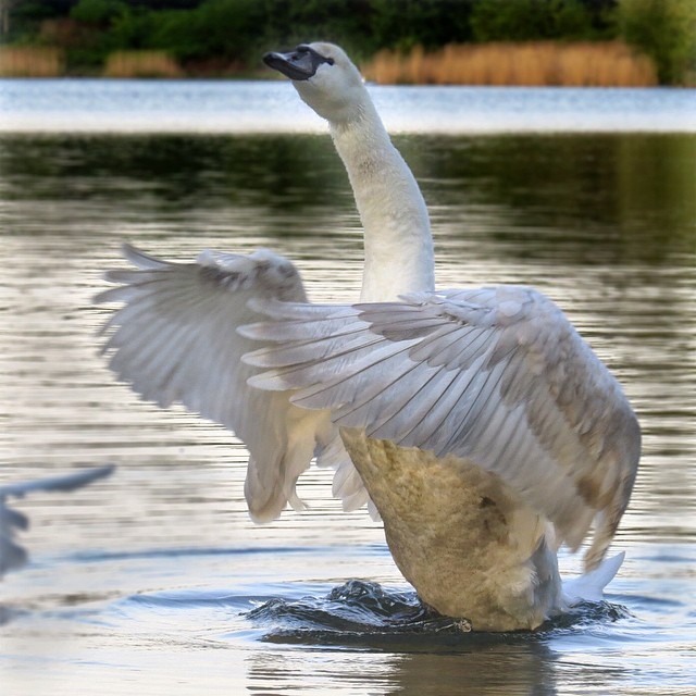 Evening walk through Beverly Buer #swan#wings#takeoff#risingswan#birding #birdwa...