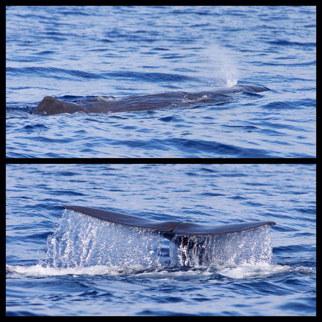 F*#$ yeah, we saw 4 different sperm whales today in the open ocean, 2 adults, 1 ...