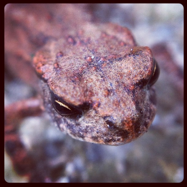 Frogger #frog#toad#ruhrpott #ruhrgebiet #emscherbruch #critter #creature #nature...