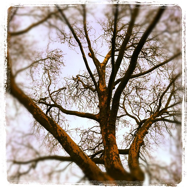 Good Morning, Ruhrpott #tree#dawn#ruhrpott#gelsenkirchen#buer#sky...