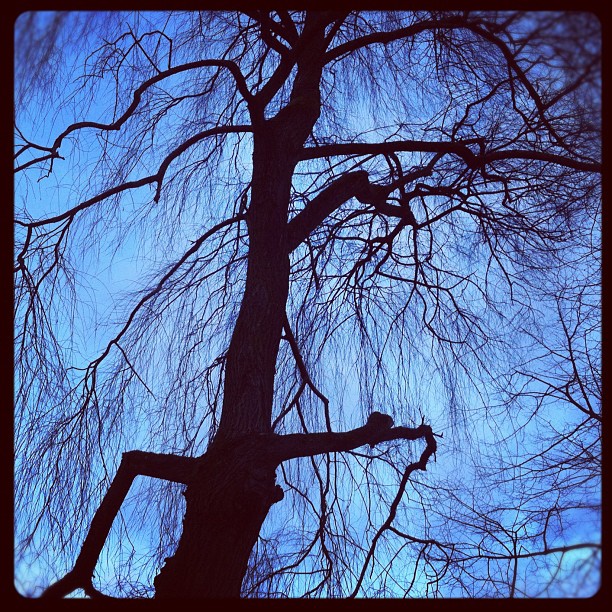 I see dead people...#tree #park #deadtree #dusk #doom #ruhrpott #winter...