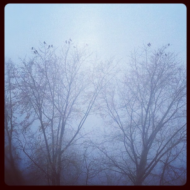 It's November again...#autumn#winter#twilight#november#sadness#cold#crow#crows#t...