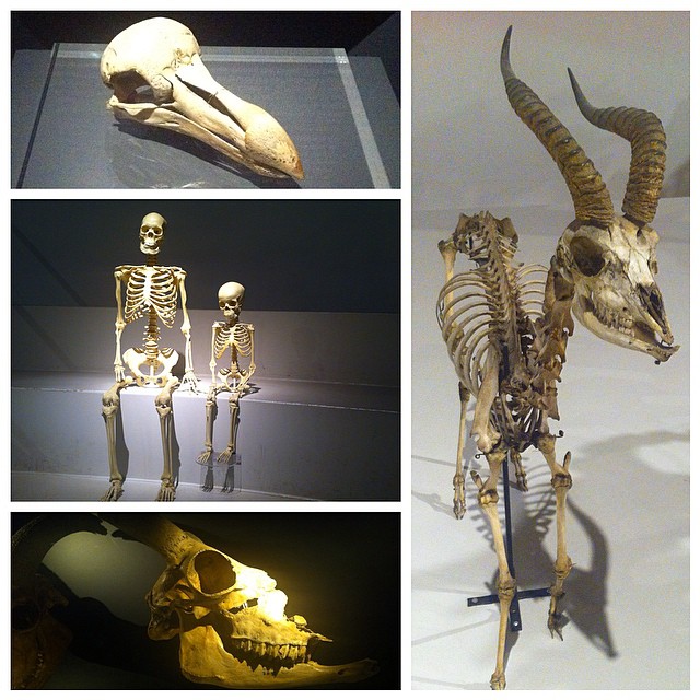 It's Skulls'n'Bones Day today #science#nature#evolution#museum#zoologicalmuseum ...