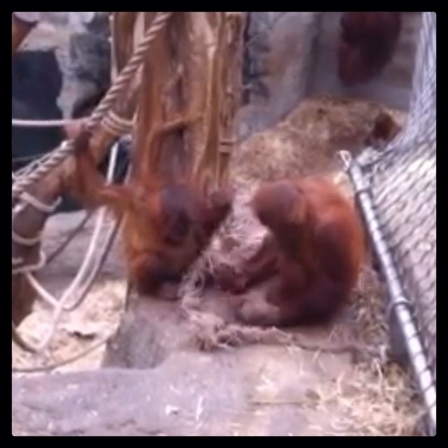 Meet Awang and his little sister Naijla, both born in Gelsenkirchen = True Ruhrp...