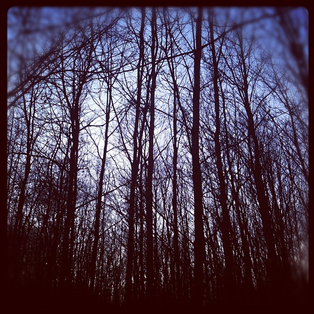 New Logo for Black Metal band....uhh, wait...just the trees in the back of my pa...