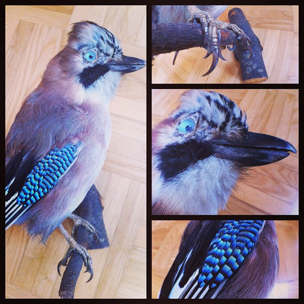 New in! #bird#nature#taxidermy#beak#claws#feather#feathers#beauty#Garrulus gland...