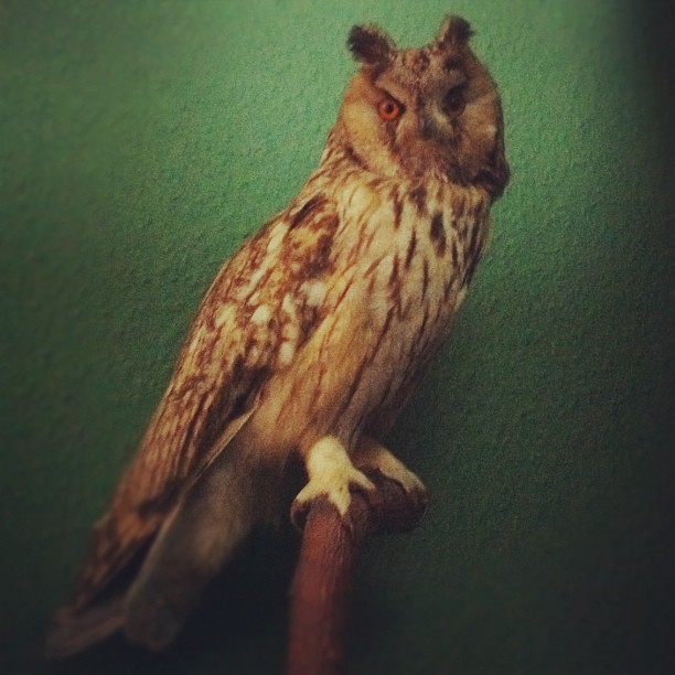 Our new Family member! Such a Beauty!  #owl#bird#taxidermy#birdofprey#asiootus#l...
