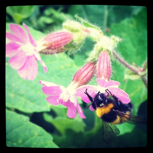 Ruhrpott. Home. #insect#bumblebee#bee#beauty #flower#blossom #herten #nature #ru...