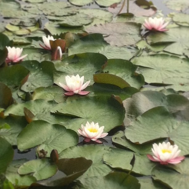 Ruhrpott. Home. #nature#flowers#lake#lotus#waterlilly#leaves#blossom #herten#ruh...