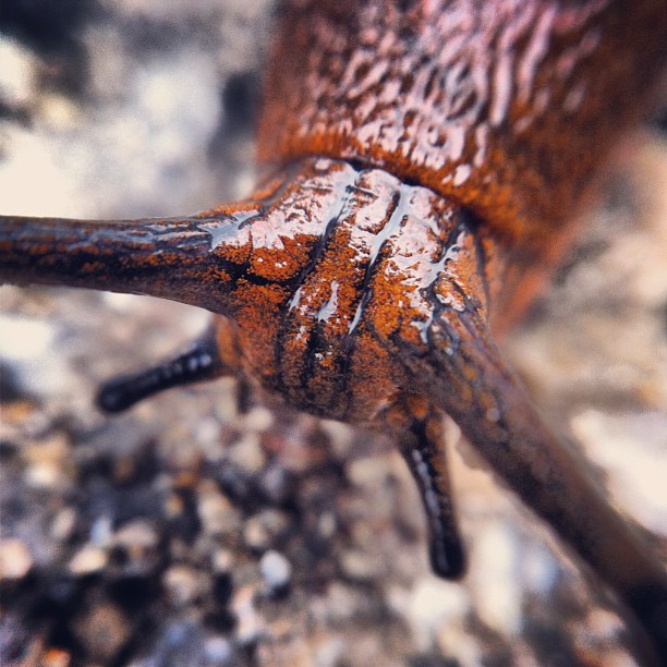 Snail it! #snail#creature#critter#nature#wildlife#ruhrpott #ruhrgebiet #emscherb...