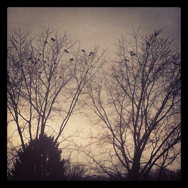 THEY watch. #birds#bird#crow#criws#magpie#thebirds#tree#trees#desdtreses#winter#...