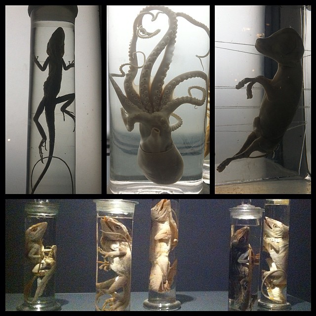 Tak for i dag, Zoologisk Museum København!
#science#nature#museum#zoologicalmuse...