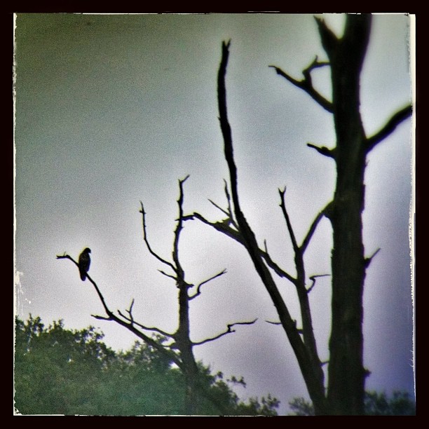 The Buzzard of Oz #buzzard#wildlife#bird#birdofprey#birding#birdwatching#predato...