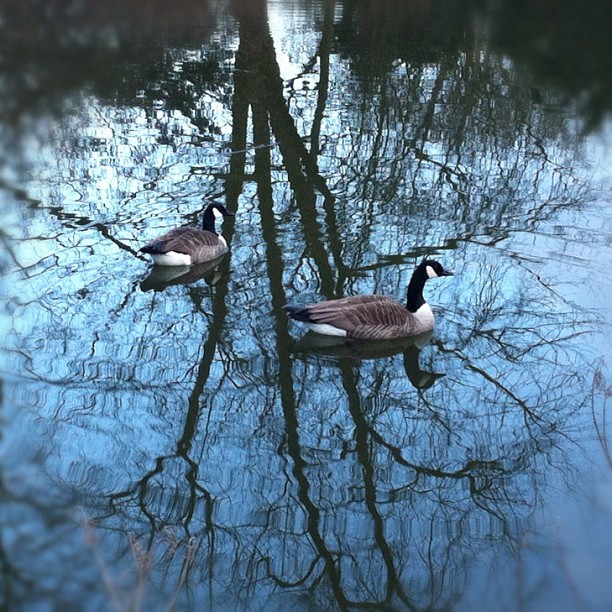 The Goose are loose! #canadagoose#goose#lake#park #tree...