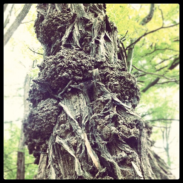 The trees may have eyes #tree#bark#forrest#woods#odd#strange#ruhrgebiet#ruhrpott...