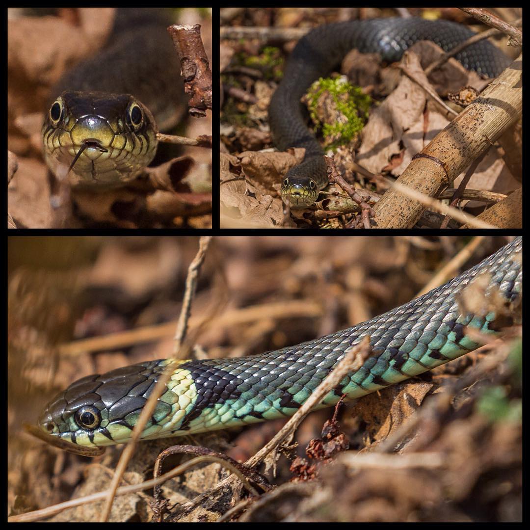 Went out for a walk in the woods today and met this sunbathing beauty  #spring#s...