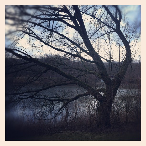 #lake#winter#tree#doom#deadtree#ruhrpott#dusk...