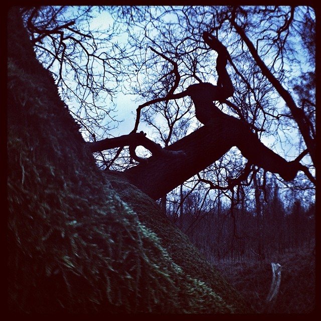 nothing beats being out in the woods...
#tree#trees#forrest#woods#dark#cold#dead...