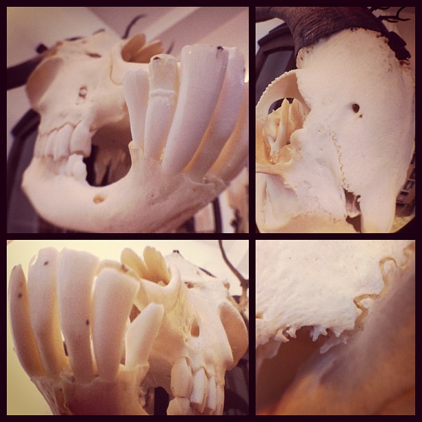 the very first shots with my new #olloclip lense...
#skull#bones#goat#goatskull#...