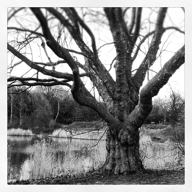 #tree#lake#park#dusk #ruhrpott #deadtree...