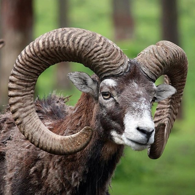 #wildlife #wildlifephotography #mufflon#antlers#horns#goat#nature#naturwildparkg...