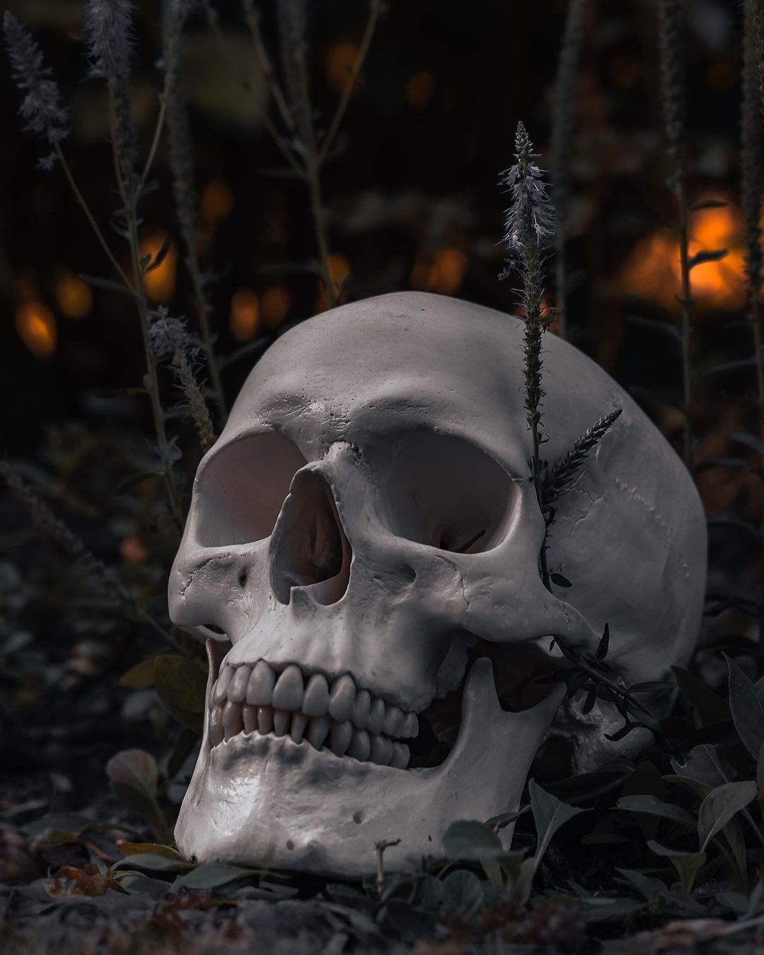 „Life from Death“
.
Shooting reference pictures for upcoming projects in the sma...